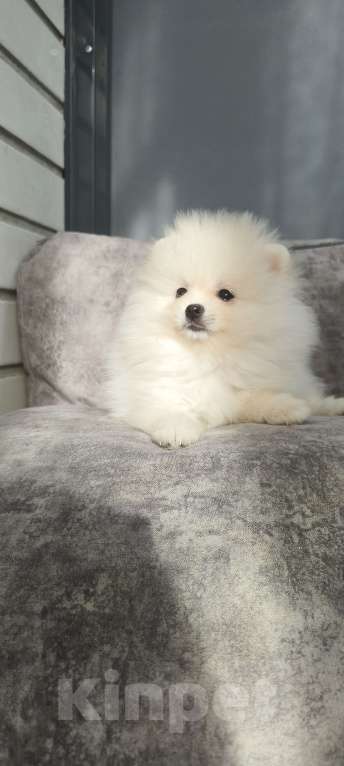 Собаки в Красноярске: Щенки померанцы Девочка, 40 000 руб. - фото 6