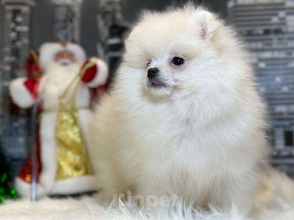 Собаки в Мур: Щенки померанского шпица Девочка, 55 000 руб. - фото 1