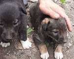 Собаки в Новосибирске: Щенки в добрые руки  Мальчик, Бесплатно - фото 5