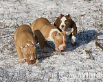 Собаки в Саратове: Американские булли, Питомник Мальчик, 60 000 руб. - фото 2