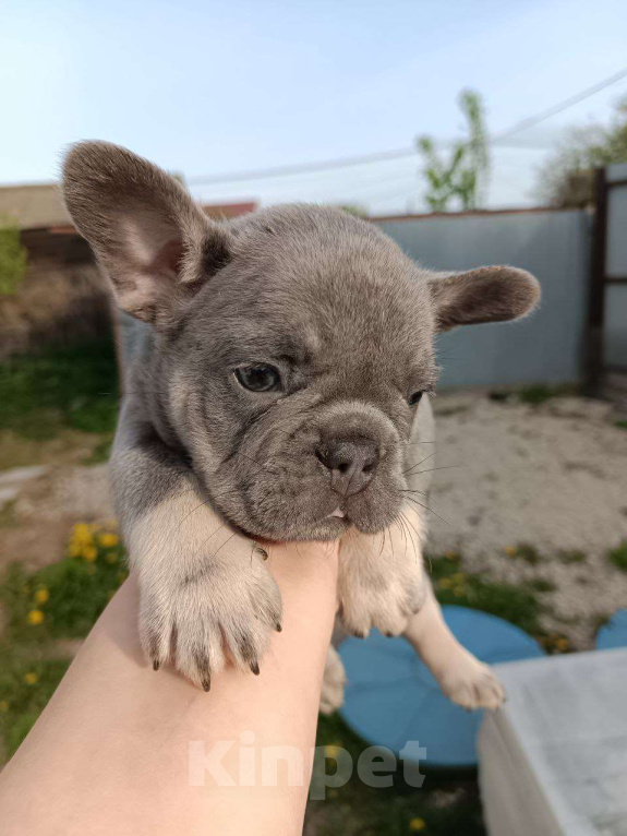 Собаки в Москве: Французский бульдог мальчик лиловый Мальчик, 70 000 руб. - фото 2