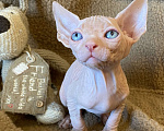 Кошки в Москве: Топовый котенок канадского сфинкса Мальчик, 35 000 руб. - фото 1
