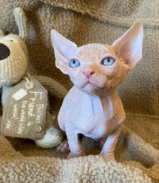 Кошки в Москве: Топовый котенок канадского сфинкса Мальчик, 35 000 руб. - фото 1