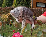 Кошки в Москве: Котята бобтейл курильский. Мраморные, рыжие и серебристая Мальчик, 5 000 руб. - фото 4