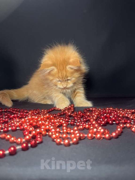 Кошки в Ярославле: Кошка  Девочка, 80 000 руб. - фото 3