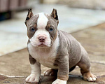 Собаки в других городах Московской области: Американский Булли щенок  Девочка, 130 000 руб. - фото 2