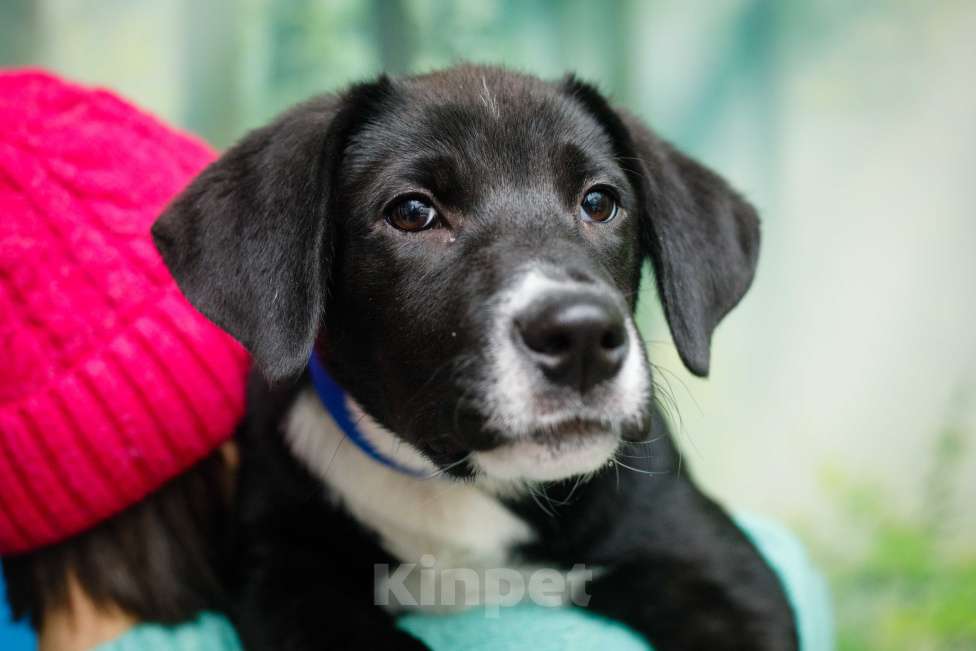 Собаки в Москве: Английский пойнтер щенок мальчик Мальчик, 22 руб. - фото 9