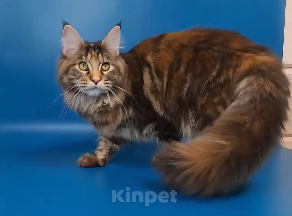 Кошки в Уфе: Девочка мейн-кун 5 мес  Девочка, 40 000 руб. - фото 1