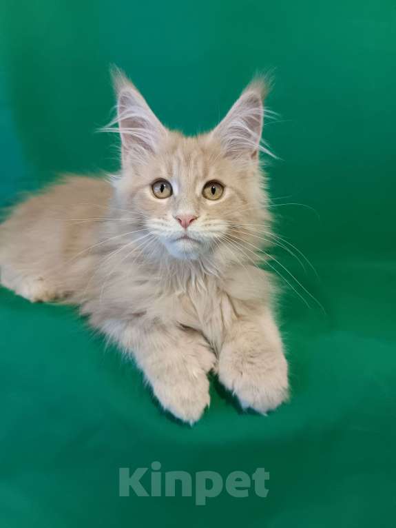 Кошки в других городах Владимирской области: Девочка мейн кун полидакт Девочка, 35 000 руб. - фото 2