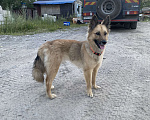 Собаки в Нижнем Новгороде: Отдам в добрые руки Девочка, Бесплатно - фото 2