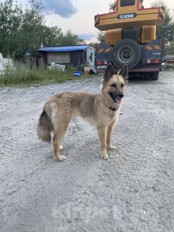 Собаки в Нижнем Новгороде: Отдам в добрые руки Девочка, Бесплатно - фото 2