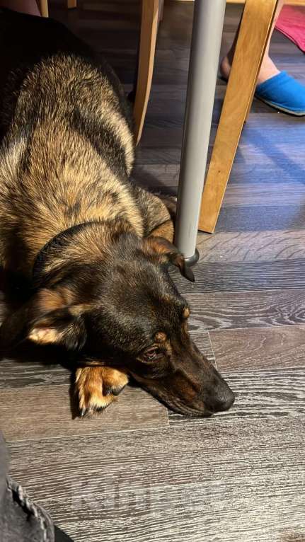 Собаки в Москве: Гермес. Собака для частного дома Мальчик, Бесплатно - фото 3