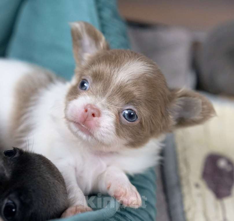 Собаки в Москве: Бело-лиловый мальчик чихуахуа Мальчик, 50 000 руб. - фото 1