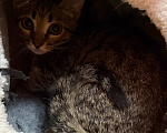 Кошки в Москве: Котята ищут дом Разнополые, Бесплатно - фото 9
