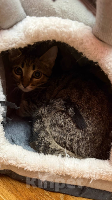 Кошки в Москве: Котята ищут дом Разнополые, Бесплатно - фото 9