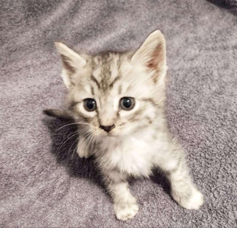 Кошки в Самаре: Котик серый мраморный Мальчик, Бесплатно - фото 1