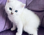 Кошки в Москве: Шотландский прямоухий котенок(девочка) Девочка, 15 000 руб. - фото 1