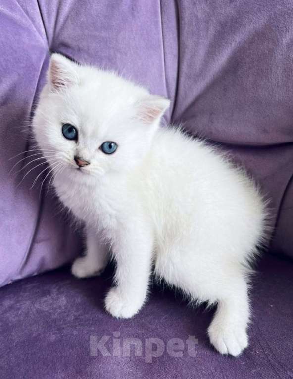 Кошки в Москве: Шотландский прямоухий котенок(девочка) Девочка, 15 000 руб. - фото 1