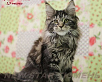 Кошки в Тюмени: Великолепные котята породы мейн кун, 1 руб. - фото 4