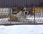 Собаки в Липецке: Ищет невесту!, 1 руб. - фото 1