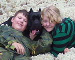 Собаки в Москве: Кане корсо - лучшая собака для семьи, 30 000 руб. - фото 2