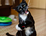Кошки в Реутове: Статный котик Бэтмен в добрые руки. Мальчик, Бесплатно - фото 6
