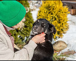 Собаки в Москве: Бордер-колли Айс с разными глазами в дар Мальчик, Бесплатно - фото 3