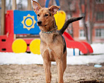 Собаки в Москве: Очаровательная Машенька в дар Девочка, Бесплатно - фото 1