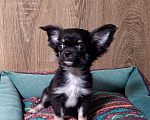 Собаки в Люберцах: Чихуахуа щенки продажа Мальчик, 45 000 руб. - фото 2