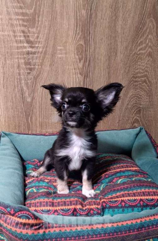 Собаки в Люберцах: Чихуахуа щенки продажа Мальчик, 45 000 руб. - фото 2