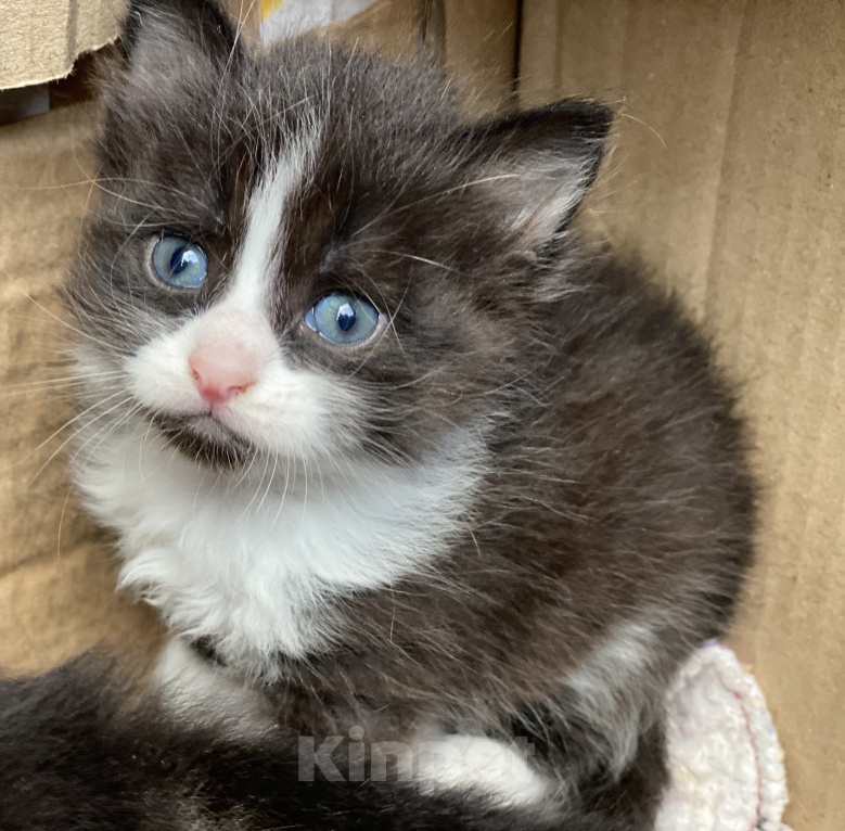 Кошки в Истре: Котята  Девочка, Бесплатно - фото 4