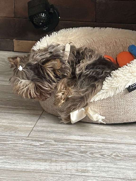 Собаки в Балашихе: Йорк с редким окрасом Мальчик, 20 000 руб. - фото 4