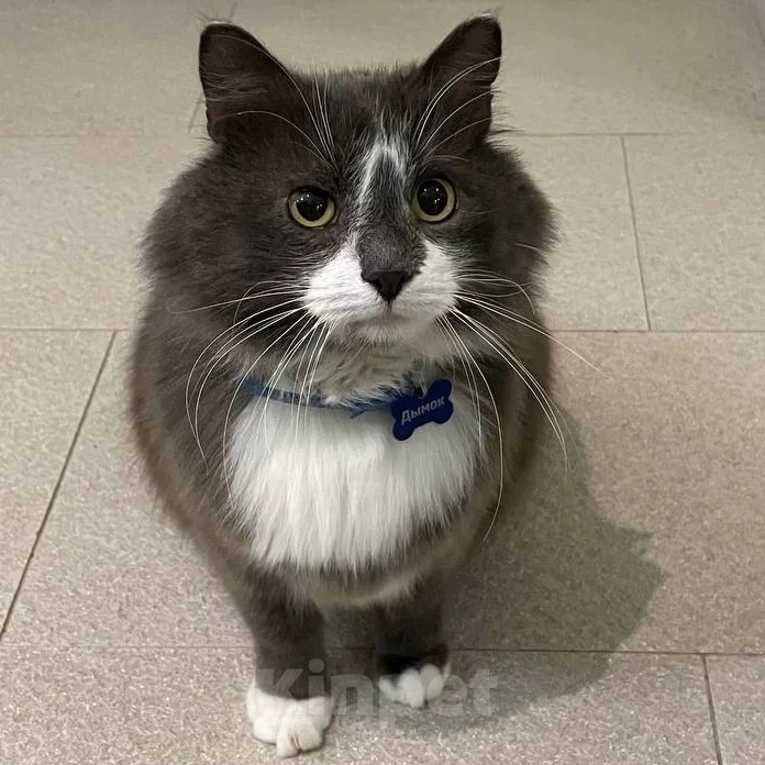 Кошки в Москве: Семья, заметьте, ну пожалуйста! Мальчик, Бесплатно - фото 4