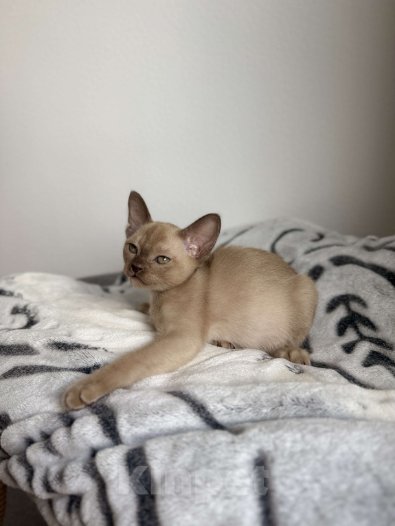 Кошки в Москве: Шоколадная Бурманская девочка Девочка, 60 000 руб. - фото 4