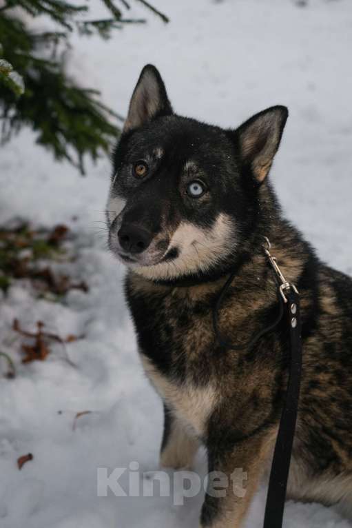 Собаки в Санкт-Петербурге: Умница хаски Айка из приюта Девочка, Бесплатно - фото 9