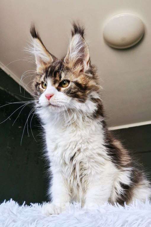 Кошки в Санкт-Петербурге: котенок мейн кун кот Мальчик, 150 000 руб. - фото 3