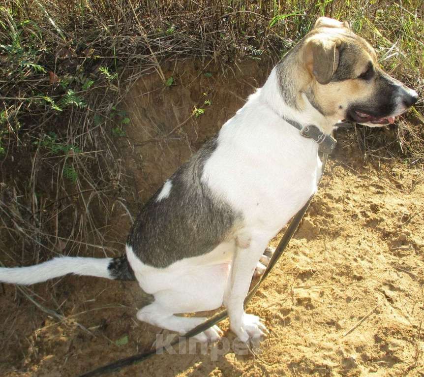 Собаки в Москве: Умный песик Робин Мальчик, Бесплатно - фото 4