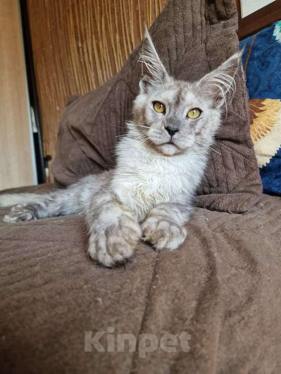 Кошки в Челябинске: Котик мейн кун Мальчик, 70 000 руб. - фото 2