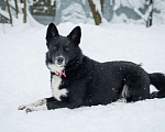 Собаки в Москве: Аяне нужен дом  Девочка, Бесплатно - фото 2