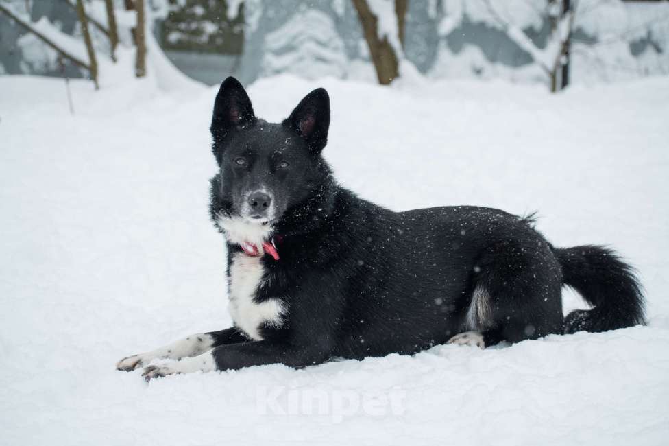 Собаки в Москве: Аяне нужен дом  Девочка, Бесплатно - фото 2