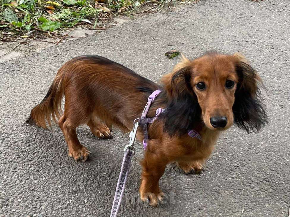 Собаки в Санкт-Петербурге: Такса кроличья длинношерстная Мальчик, 30 000 руб. - фото 2