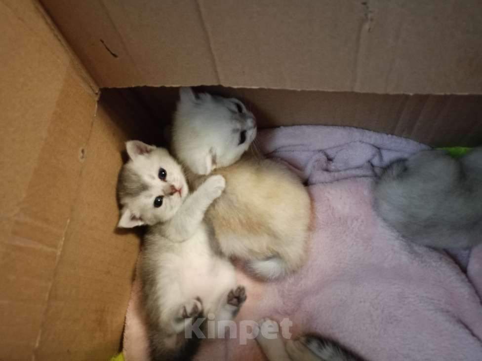 Кошки в Москве: Серая мышка Девочка, 25 000 руб. - фото 5