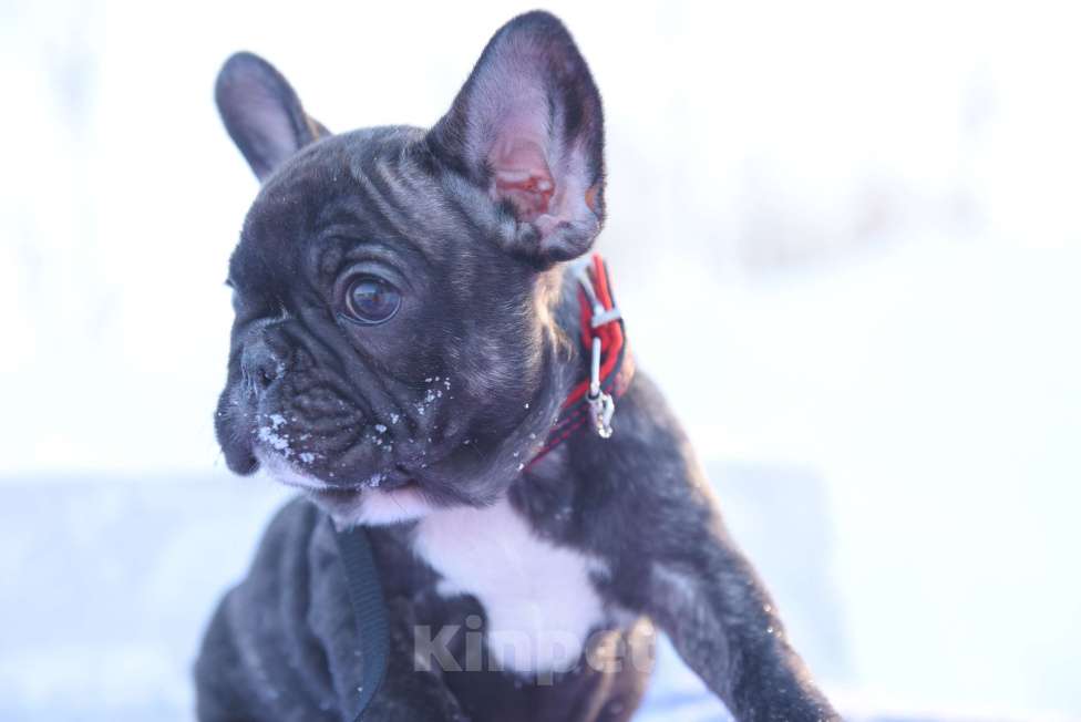 Собаки в Москве: Тигровая француженка Девочка, 40 000 руб. - фото 8