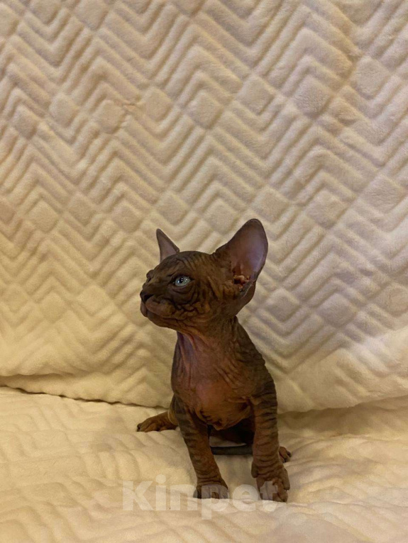 Кошки в Москве: Котёнок канадского сфинкса  Мальчик, 55 000 руб. - фото 5