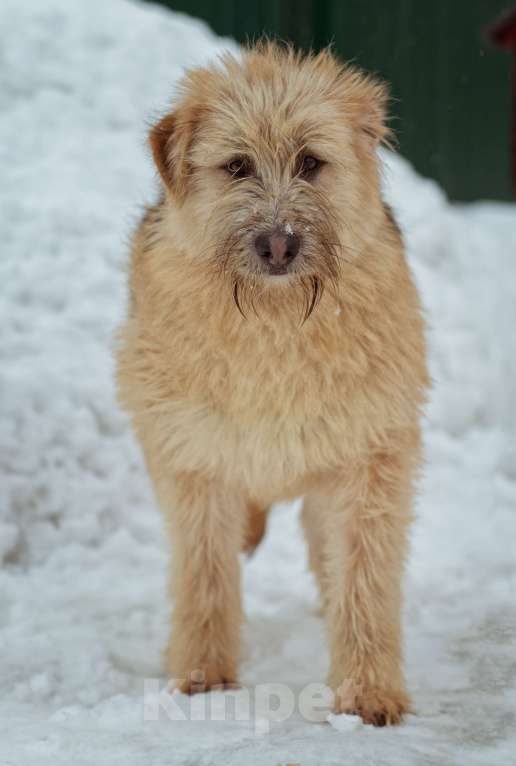 Собаки в Москве: щенок Флинт ищет семью Девочка, Бесплатно - фото 1