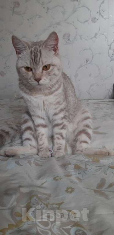 Кошки в Карасук: Потерялась кошка рядом с озером Чебачье на даче Девочка, 5 000 руб. - фото 1