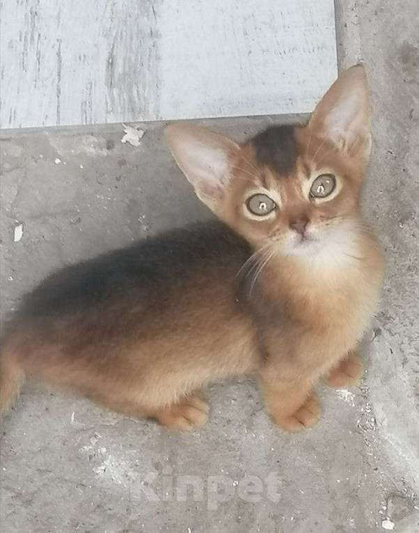 Кошки в Ростове-на-Дону: Американские абиссинские. Девочка, 50 000 руб. - фото 2