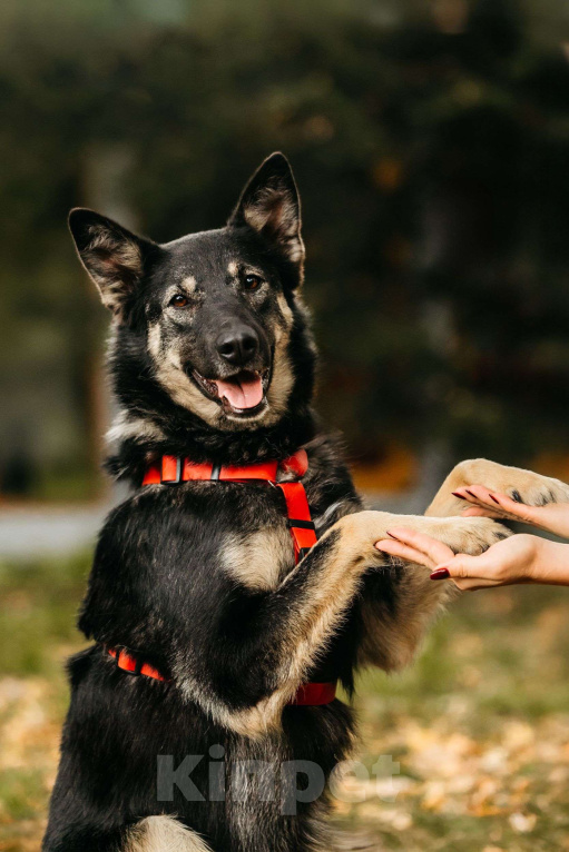 Собаки в Москве: Муза  Девочка, Бесплатно - фото 3