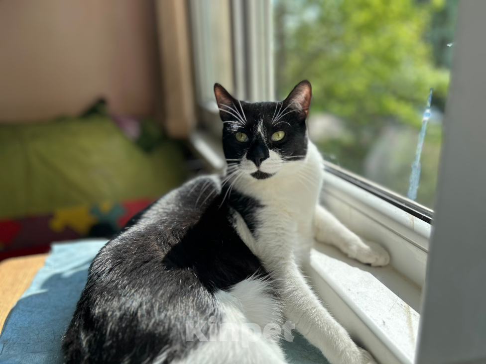 Кошки в Санкт-Петербурге: Руми надеется найти дом Мальчик, Бесплатно - фото 2
