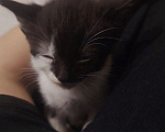 Кошки в Липецке: Срочно отдам в добрые руки из-за переезда Мальчик, Бесплатно - фото 4